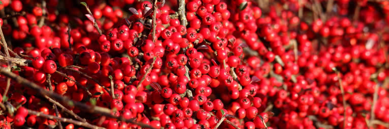 de cotoneaster of dwergmispel